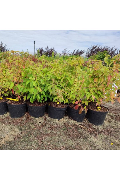 Дерен пурпурово- червоний Мідвінтер Фаєр  в контейнері